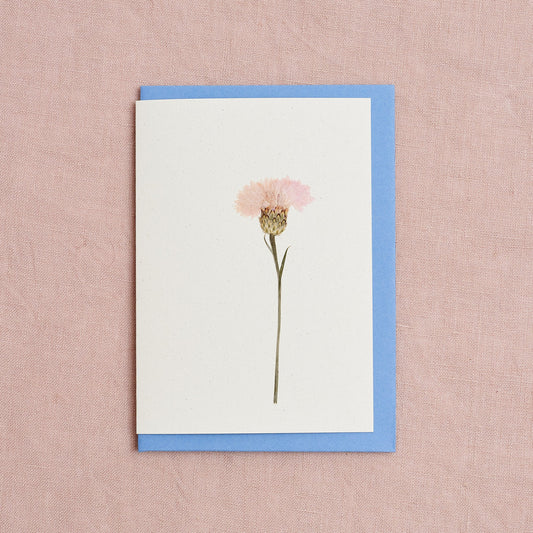 Real Pressed Flower Greetings Card : Cornflower Pink